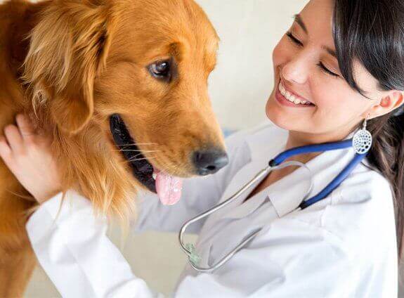 Veterinary Translation Services