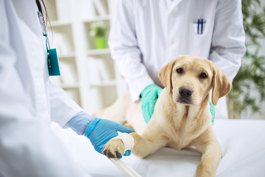 Veterinary Translation